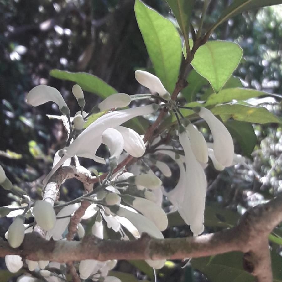 Oxera microcalyx flower