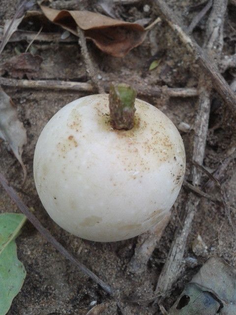Sclerocarya birrea fruit