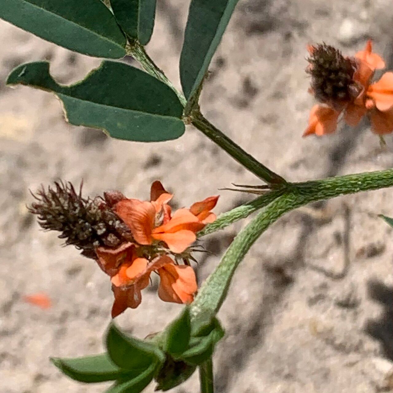 Indigofera hochstetteri flower