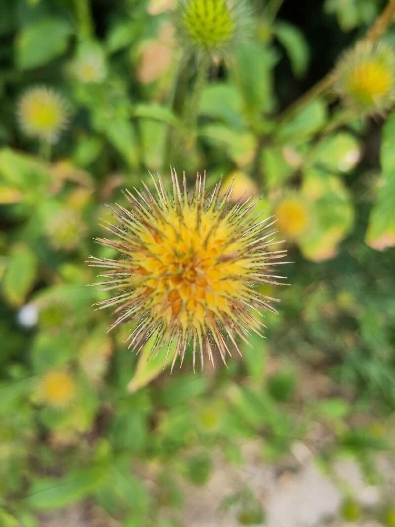 Dipsacus strigosus flower