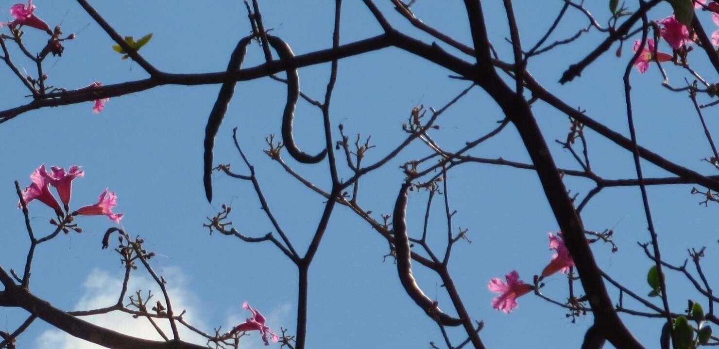 Tabebuia impetiginosa fruit