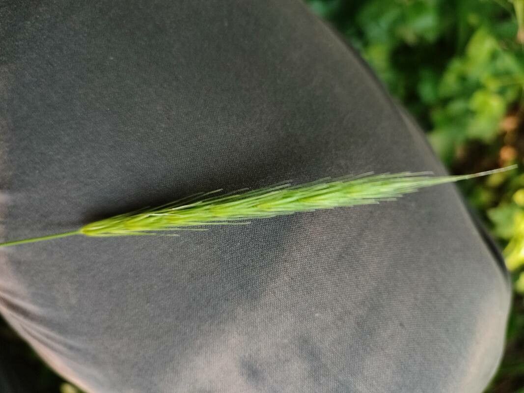 Hordelymus europaeus flower