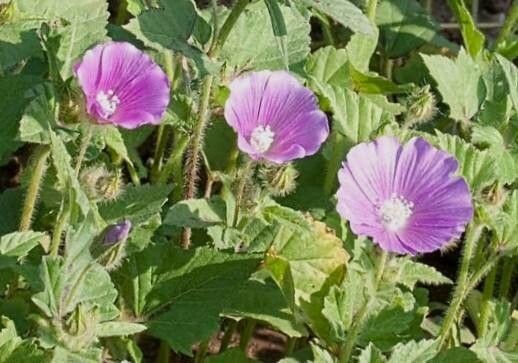 Anoda cristata flower