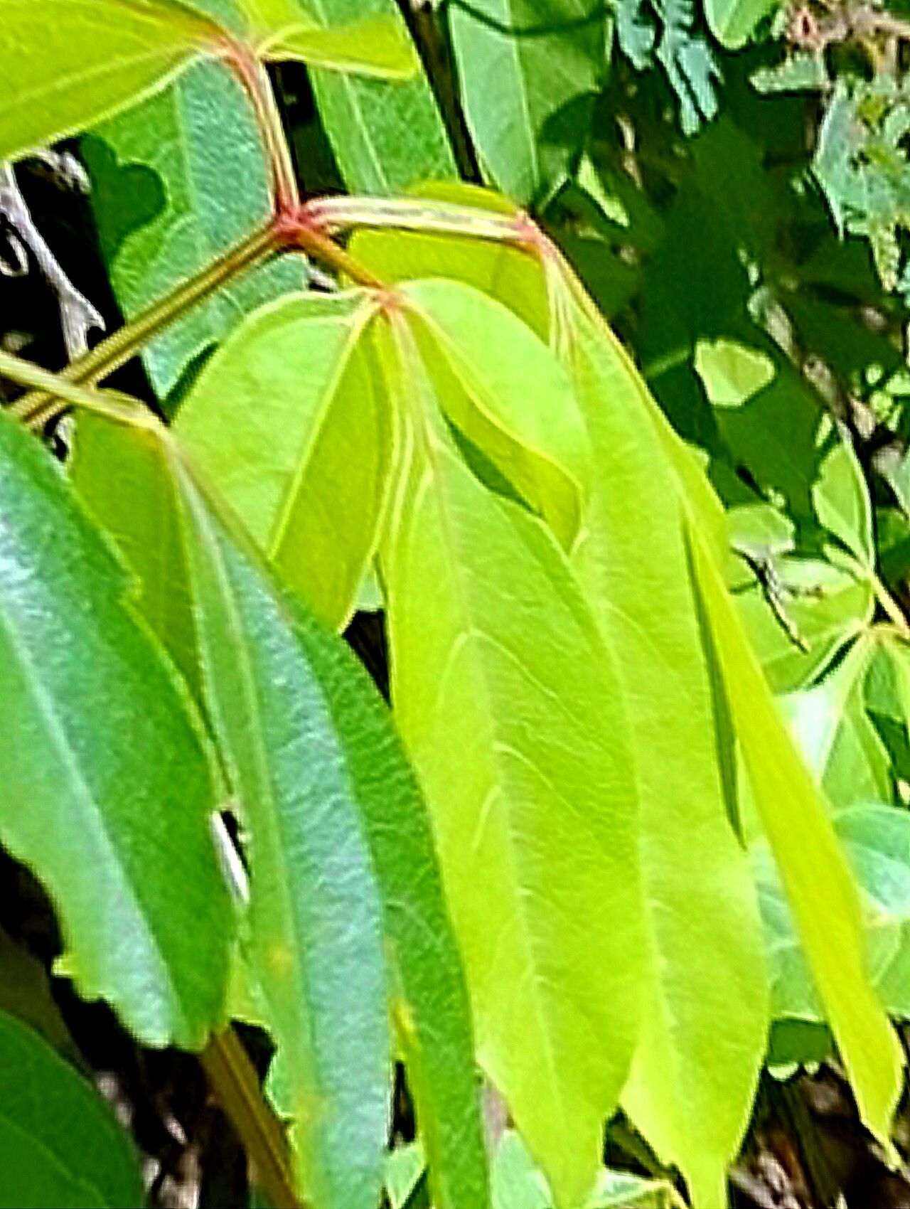 Serjania mexicana — houseplant care guide