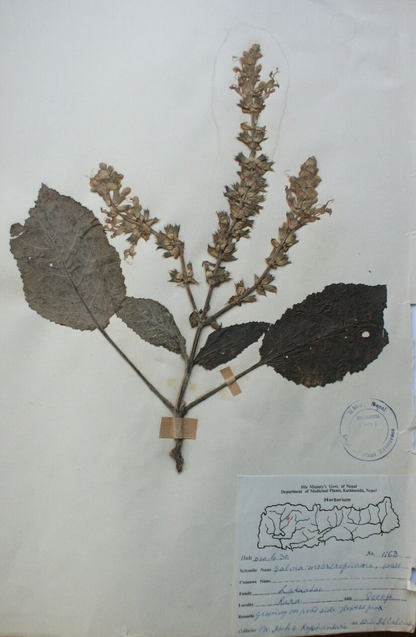 Salvia cana — houseplant care guide