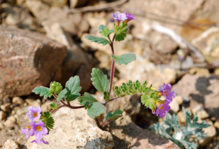 Phacelia suaveolens habit