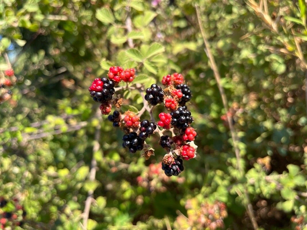 Rubus sanctus fruit