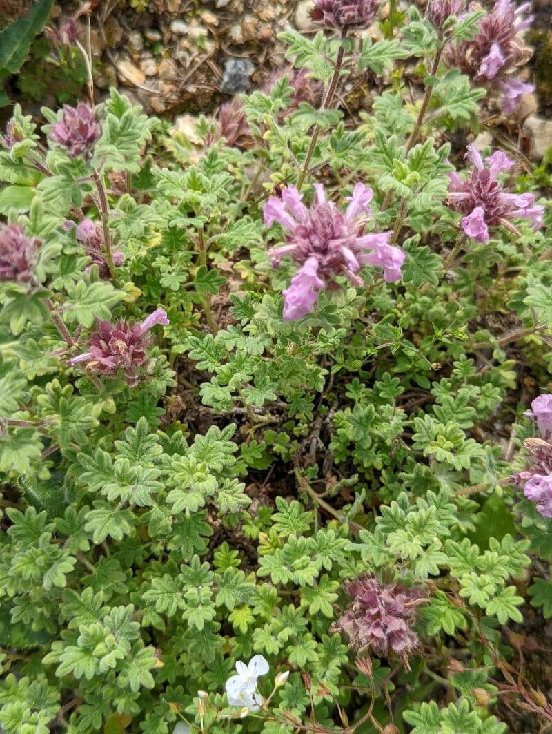 Dracocephalum botryoides leaf