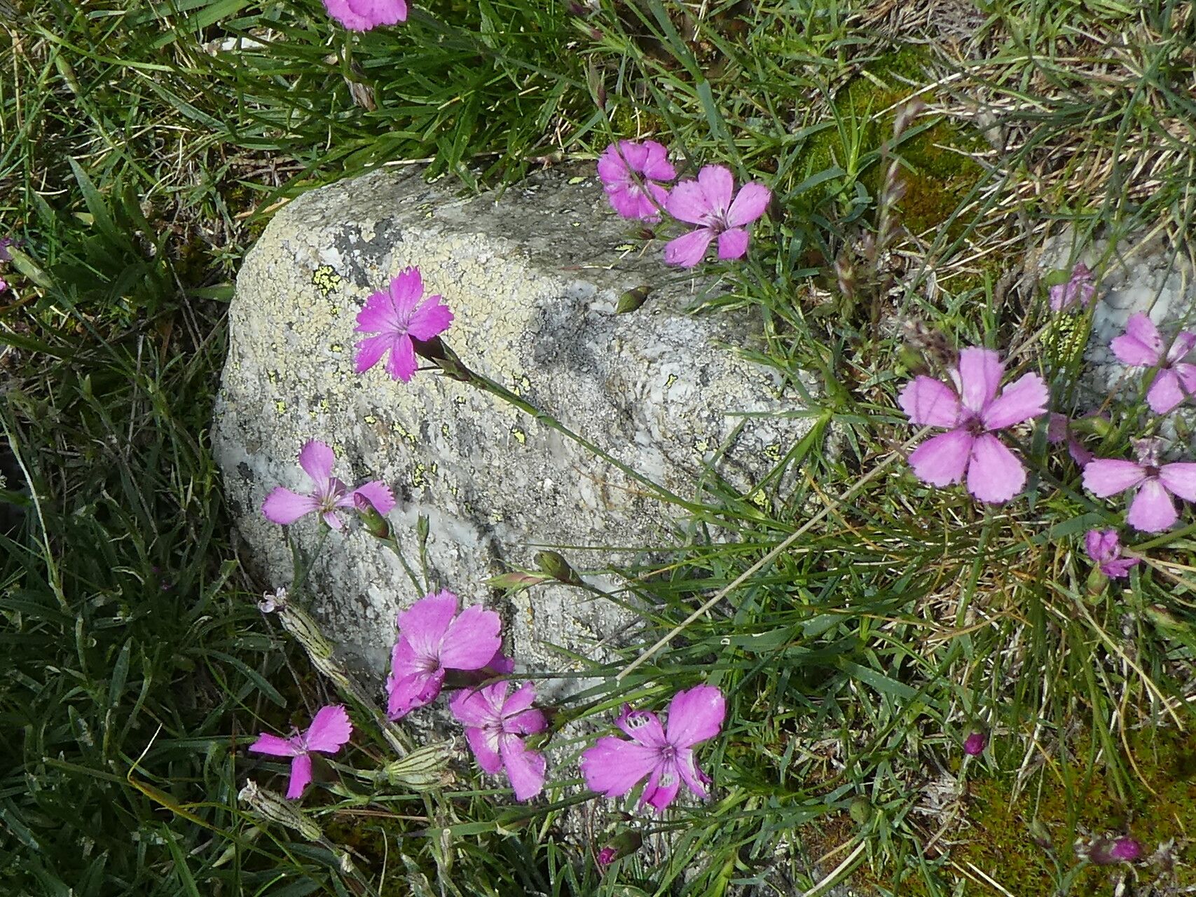 Dianthus multiceps habit