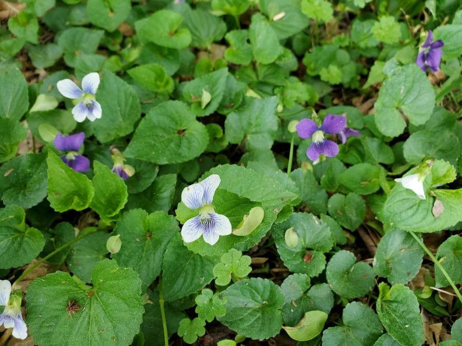 Viola hirsutula — search result for 'Violaceae'