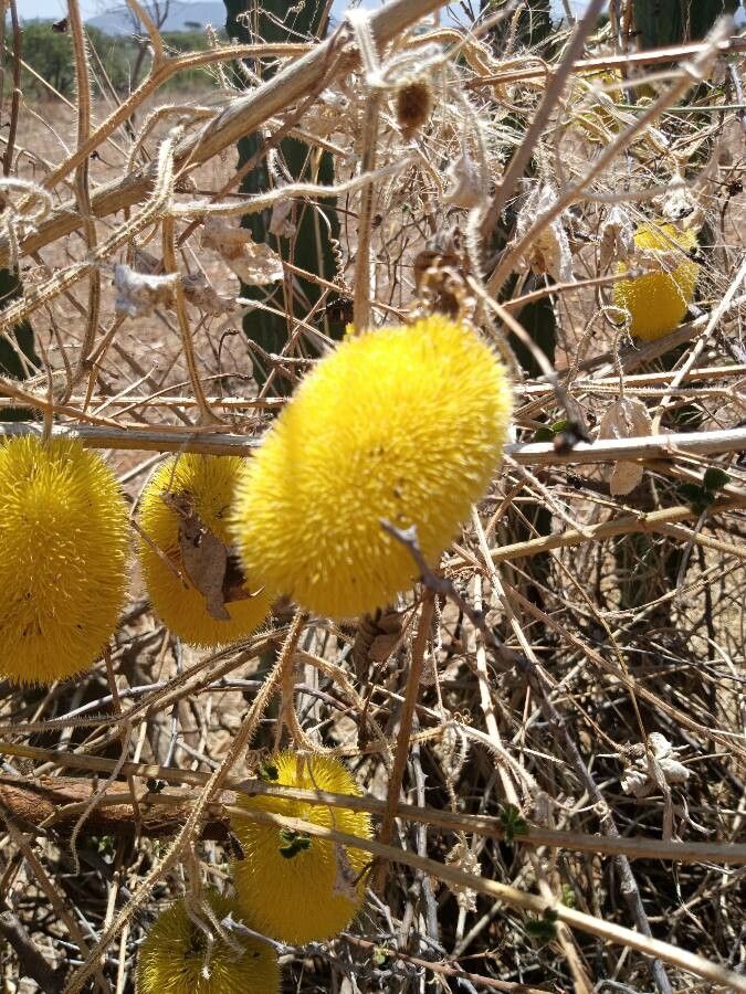 Cucumis dipsaceus fruit