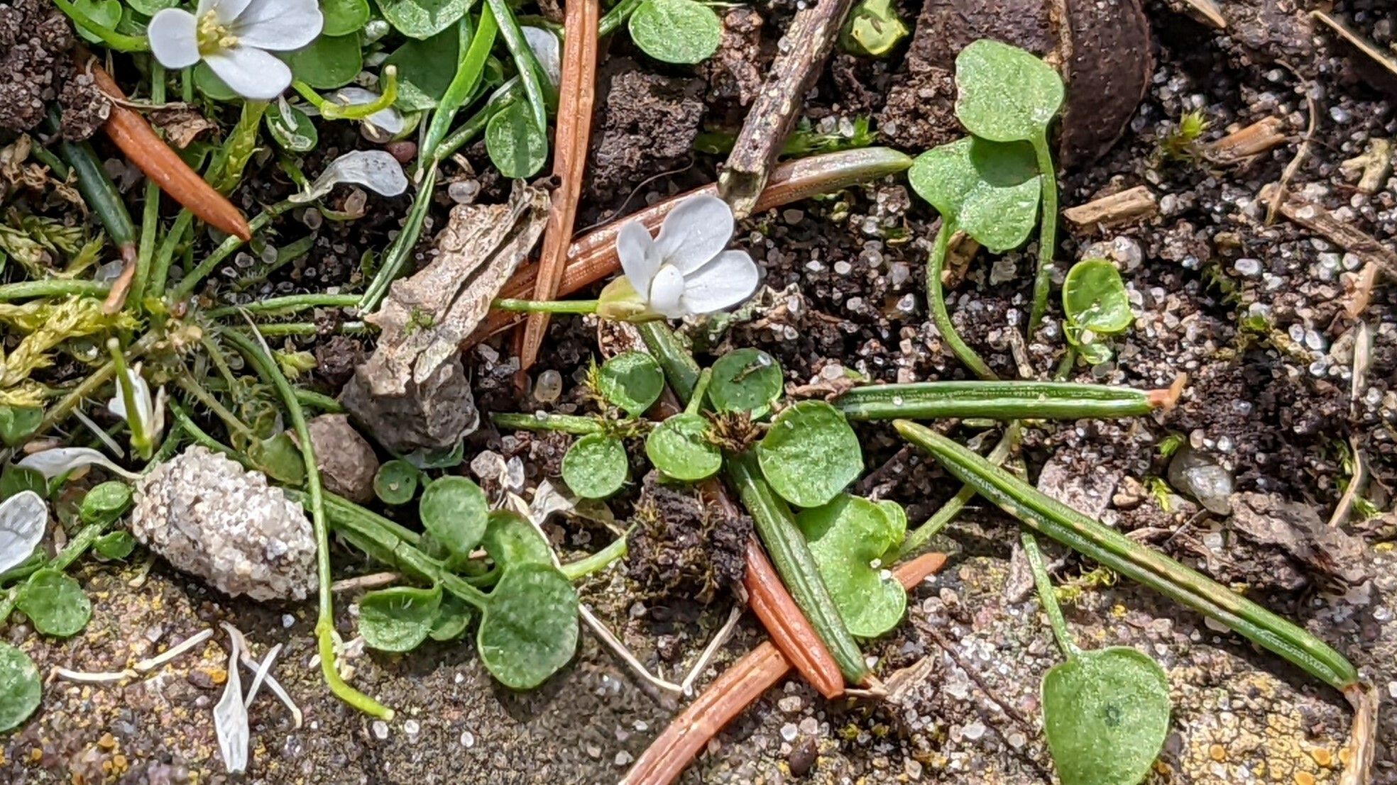 Cardamine bellidifolia — search result for 'Cardamine'