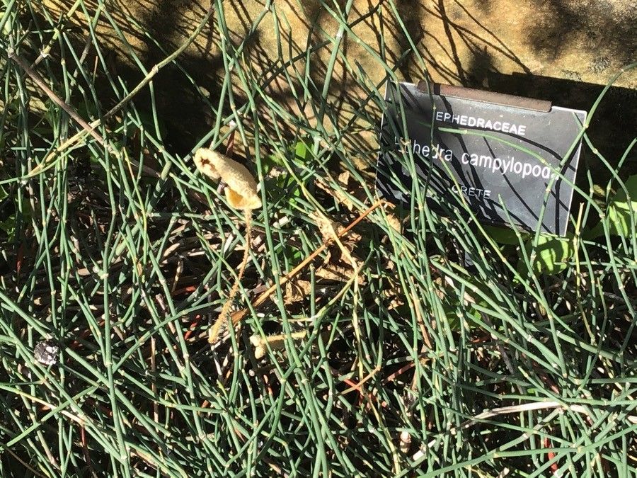 Ephedra foeminea — search result for 'Ephedra'