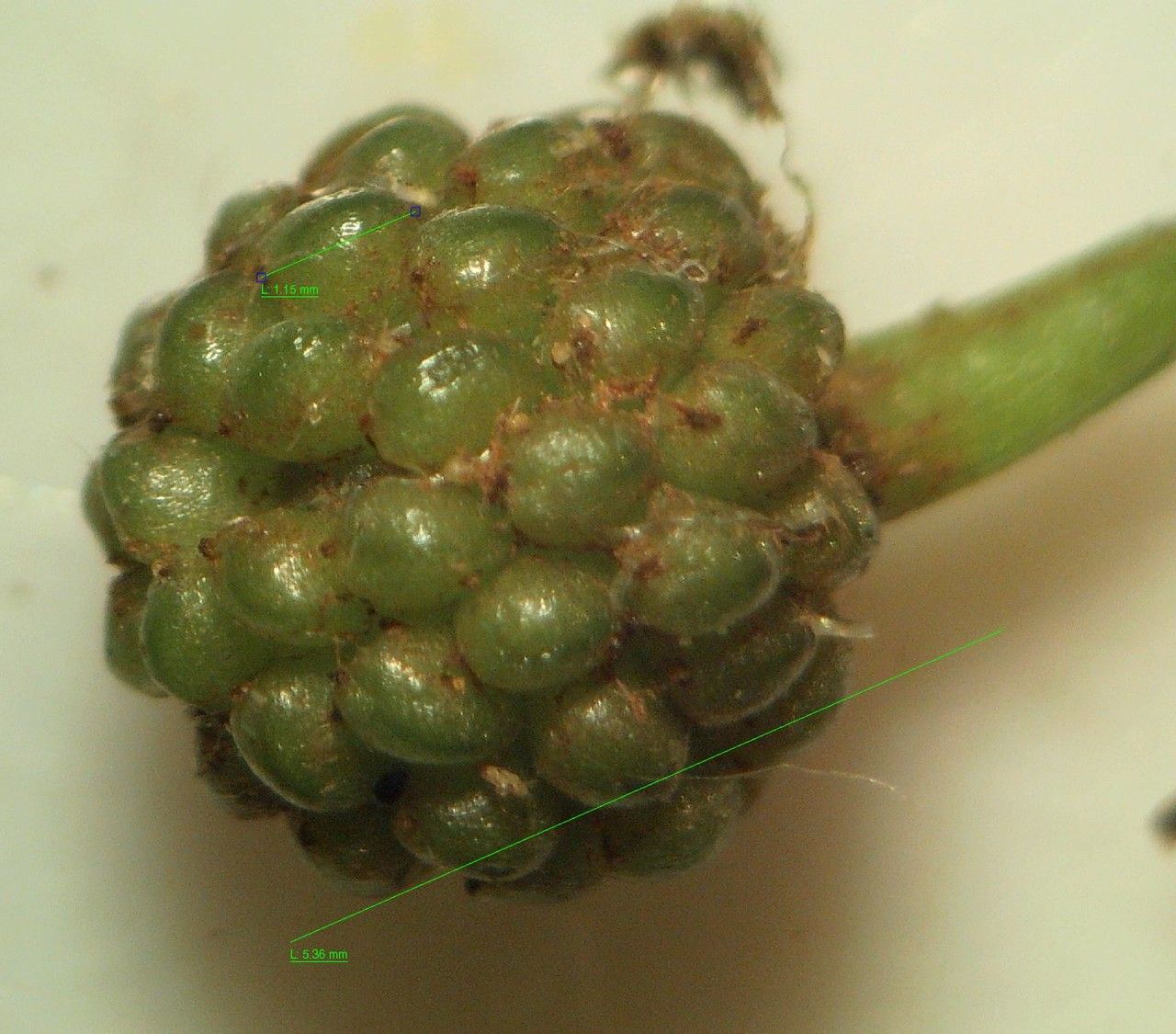 Ranunculus hederaceus fruit