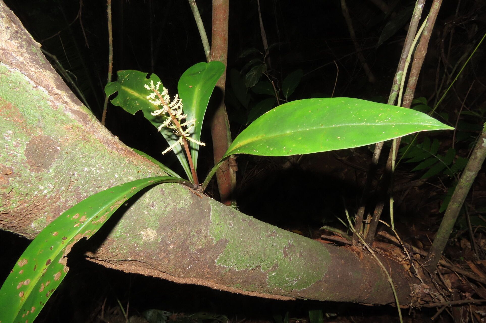 Peperomia pernambucensis leaf