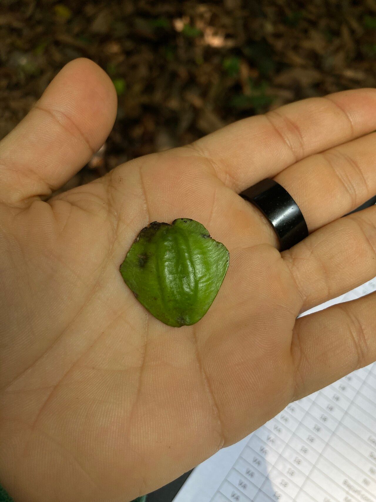 Terminalia oxycarpa fruit