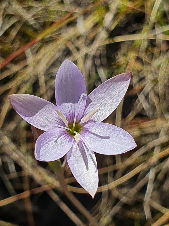 Hesperantha petitiana flower
