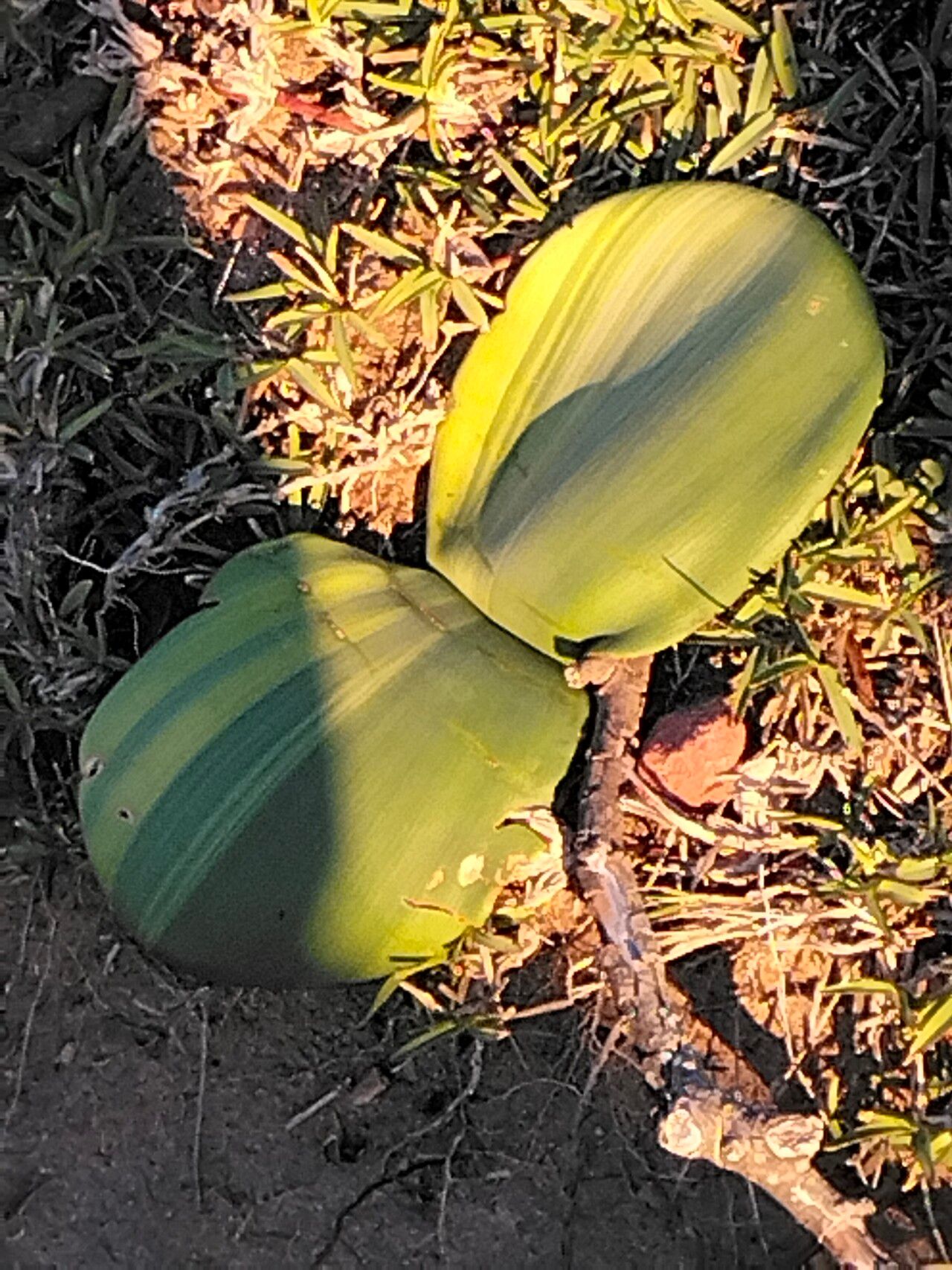 Haemanthus sanguineus leaf