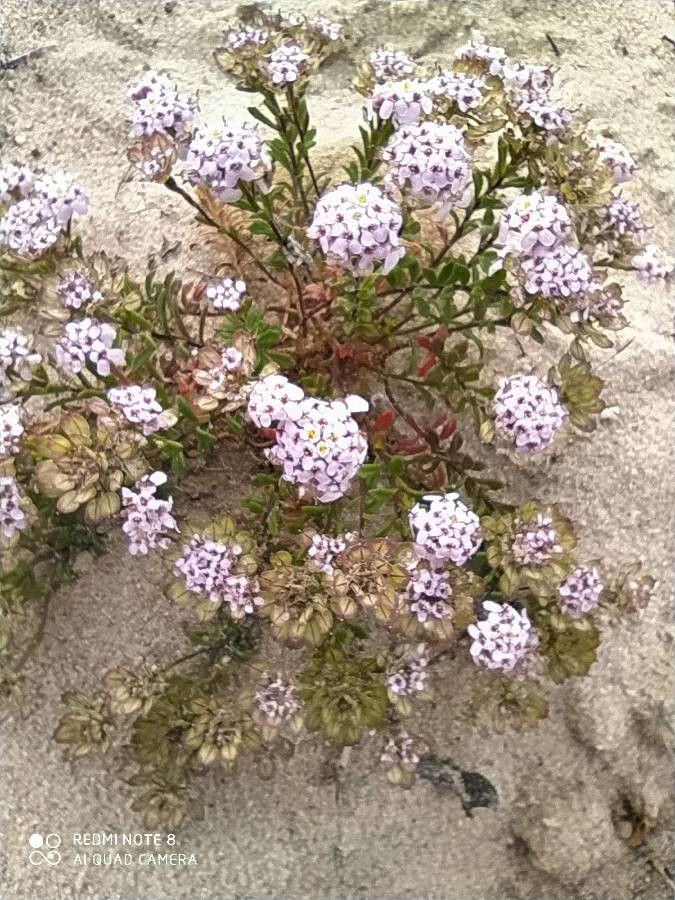 Iberis procumbens fruit