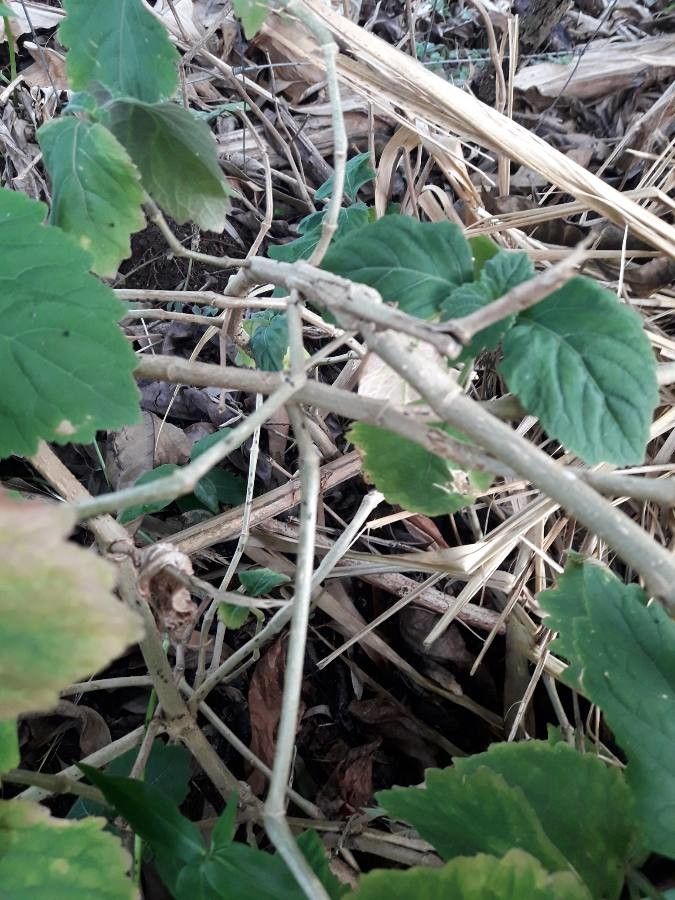 Pogostemon heyneanus bark