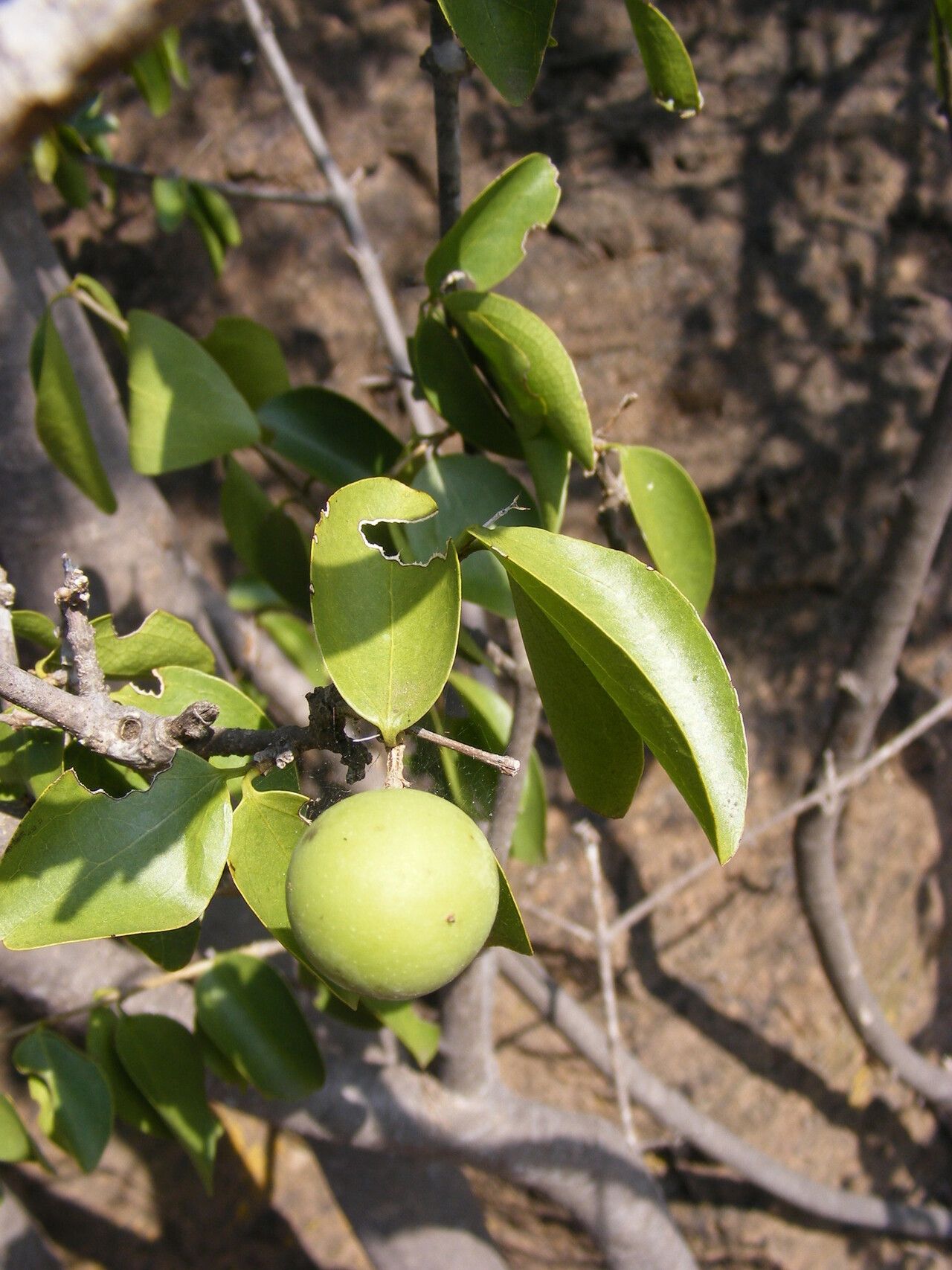 Strychnos decussata — houseplant care guide