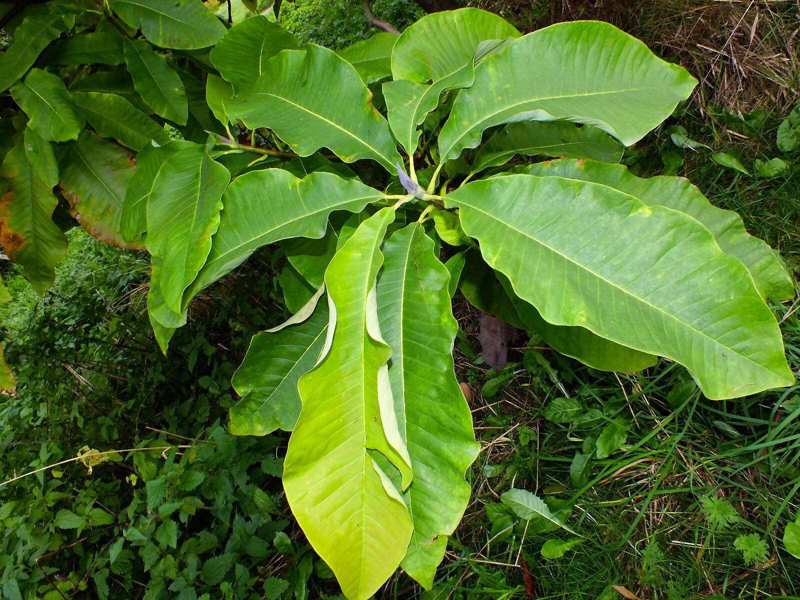 Magnolia tripetala leaf