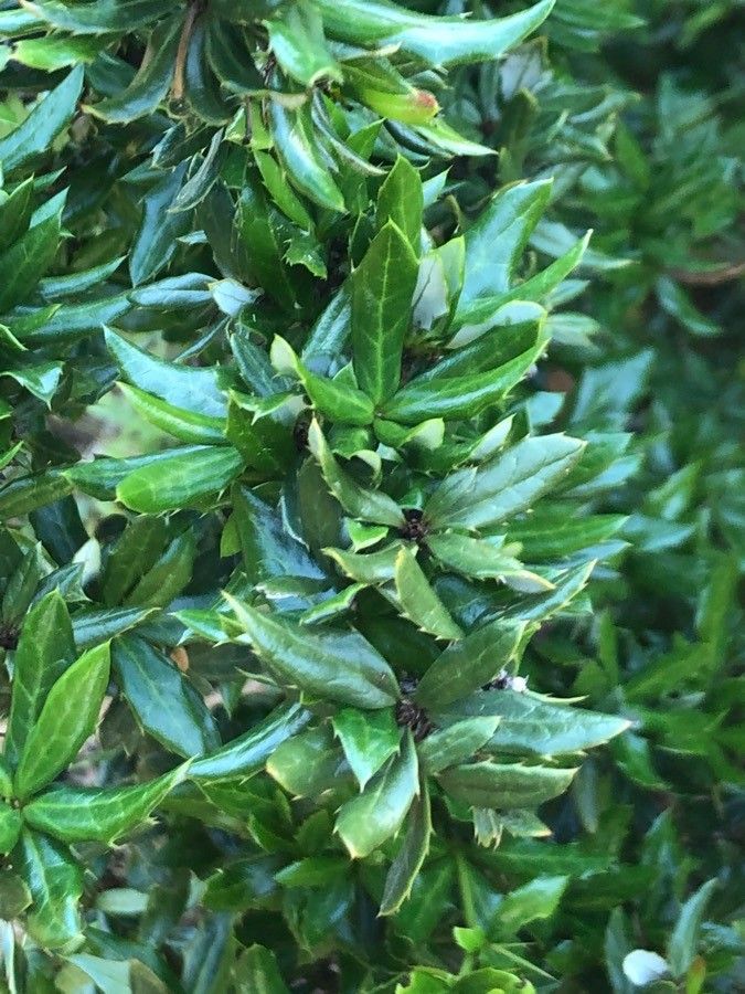 Berberis manipurana — search result for 'Berberis'