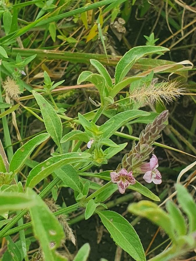 Asystasia riparia flower