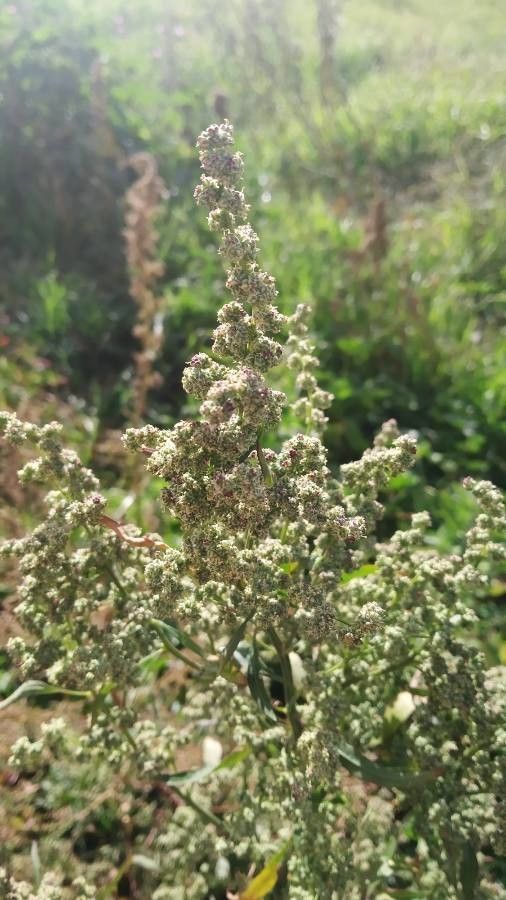 Blitum virgatum flower