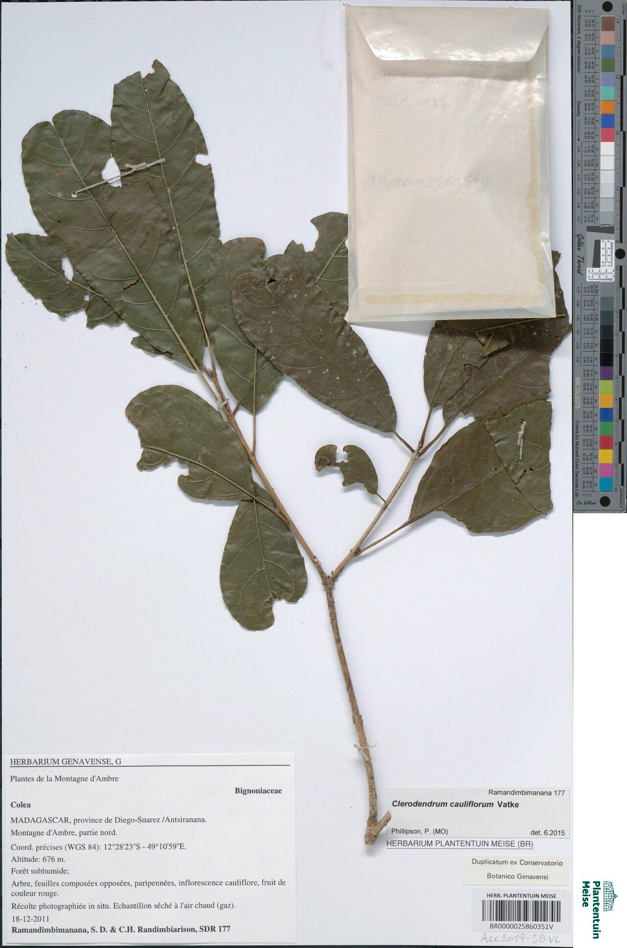 Clerodendrum cauliflorum — houseplant care guide