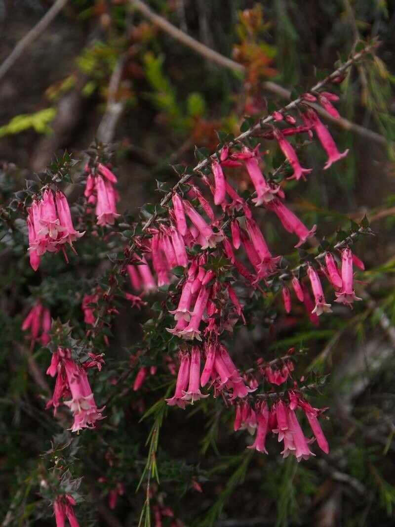 Epacris reclinata habit