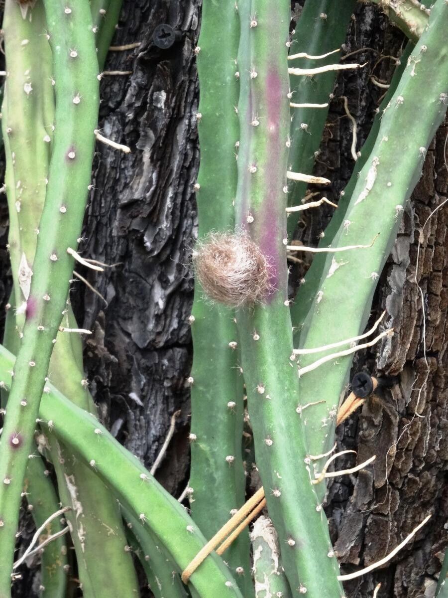 Selenicereus macdonaldiae flower