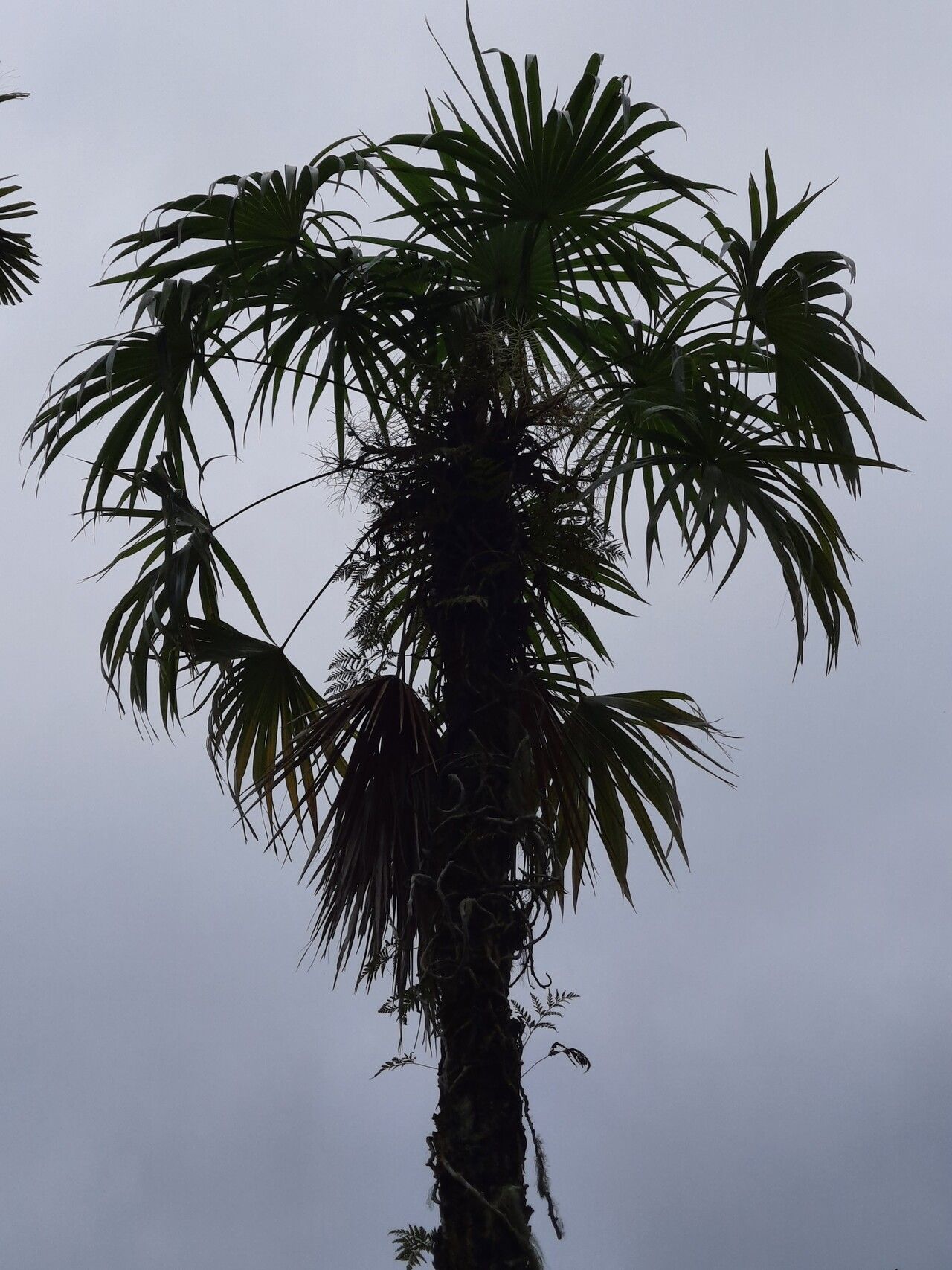 Schippia concolor habit