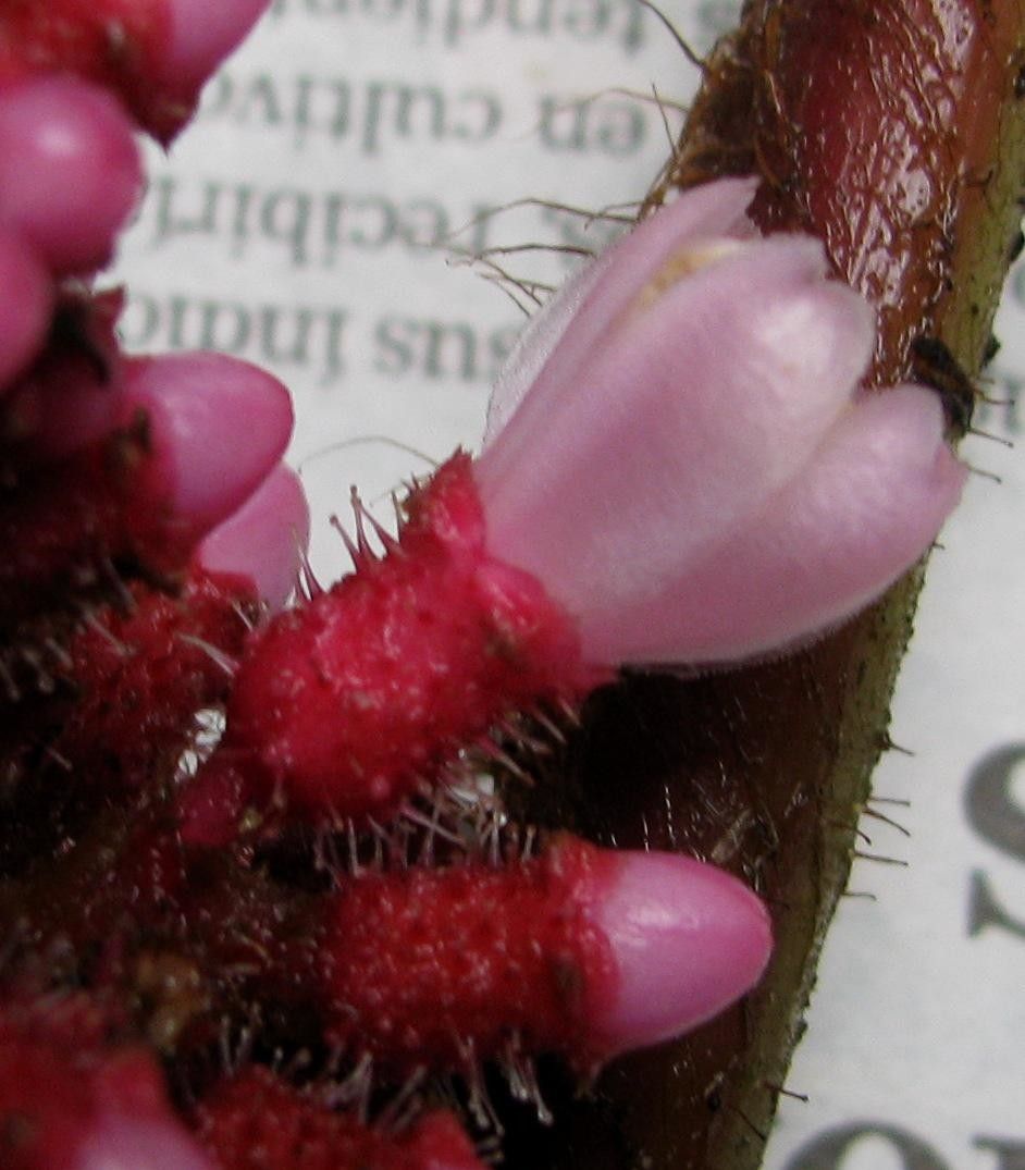 Miconia platyphylla — houseplant care guide