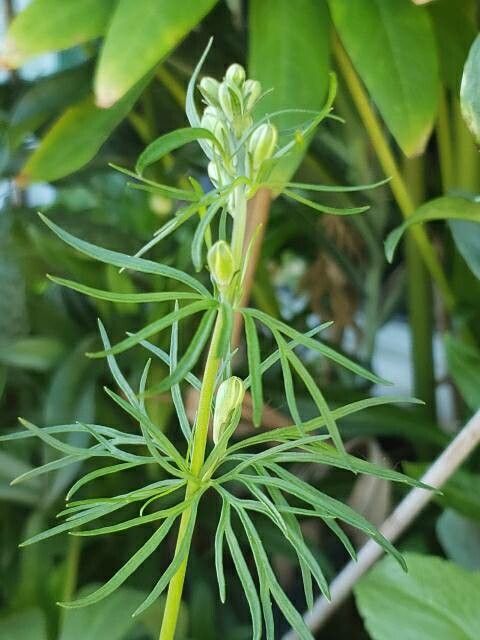 Delphinium grandiflorum leaf
