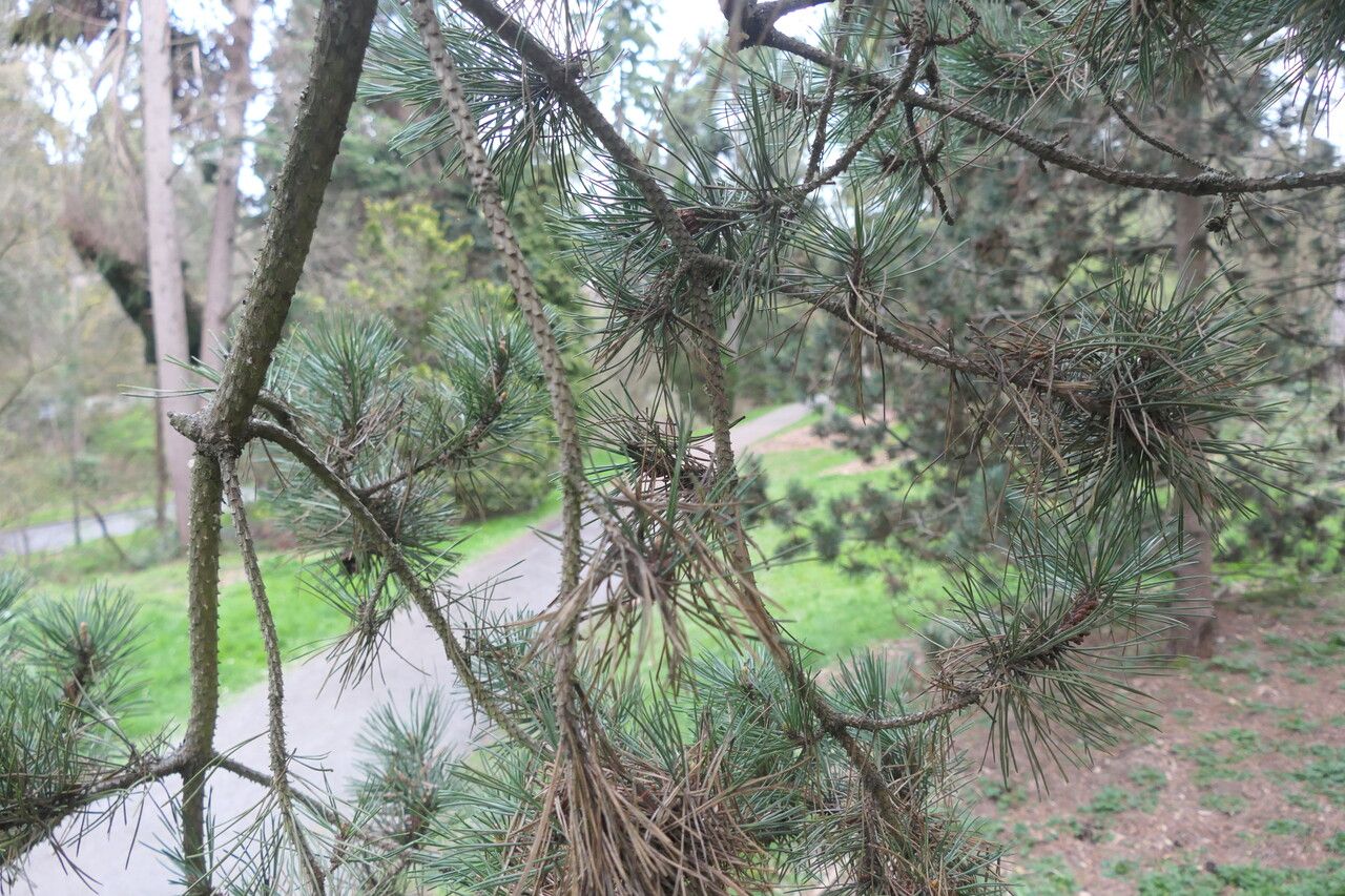 Pinus uncinata habit