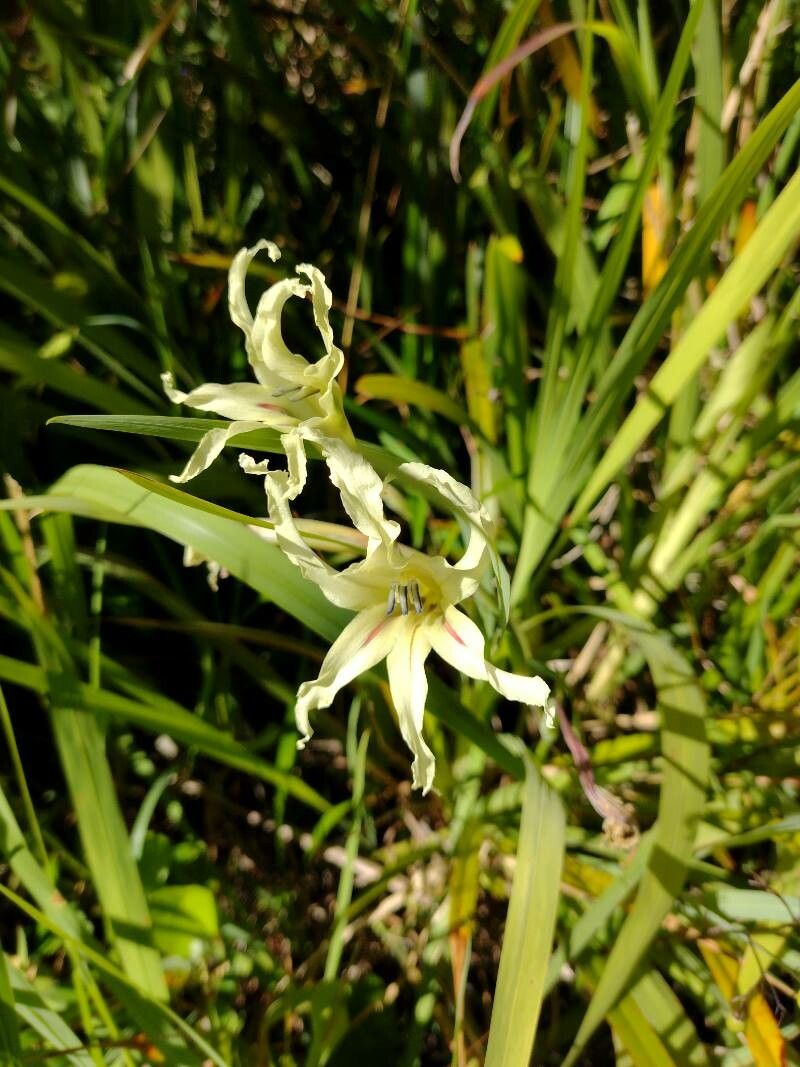 Gladiolus undulatus habit