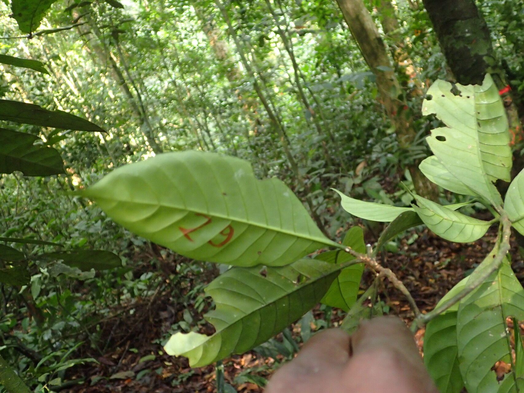 Tabernaemontana penduliflora — search result for 'Tabernaemontana'