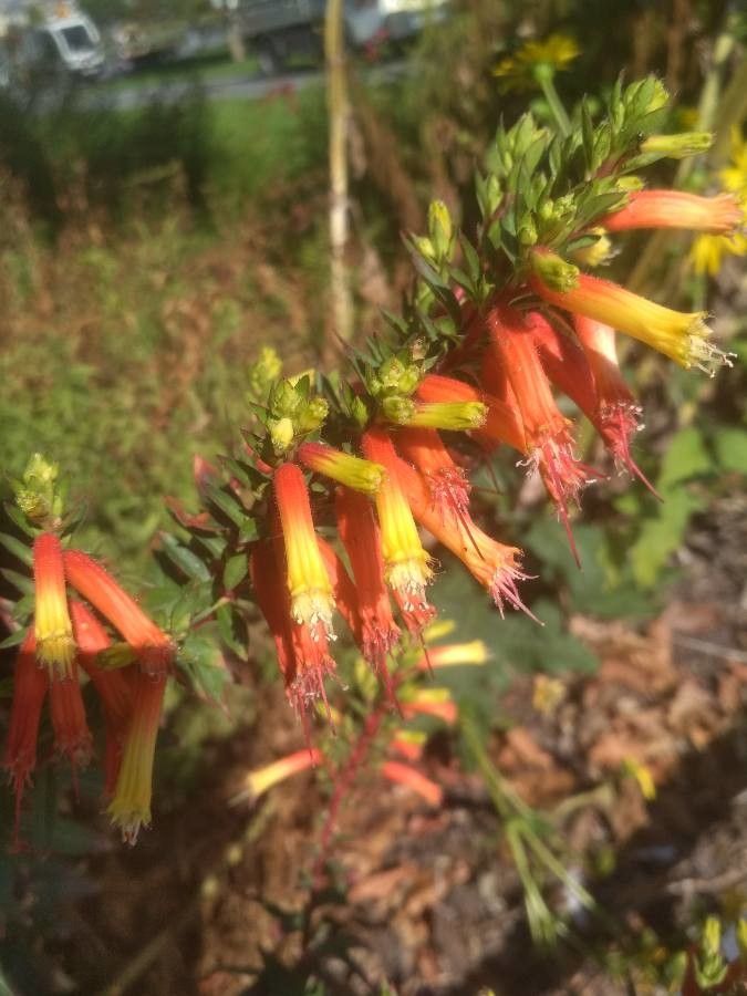 Cuphea jorullensis flower