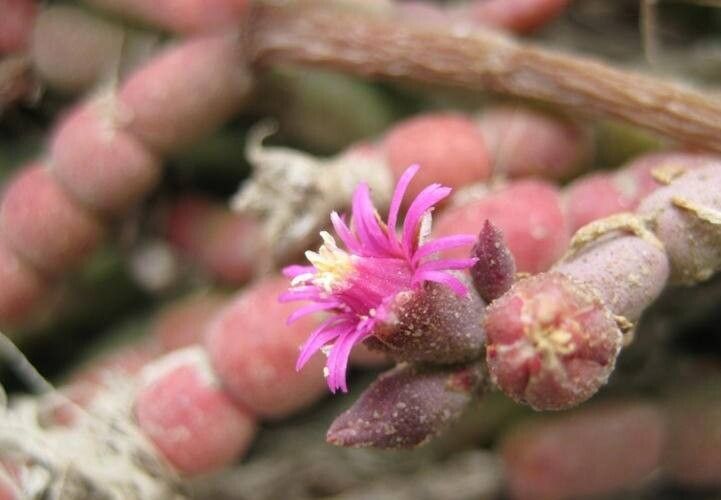 Mesembryanthemum dinteri flower