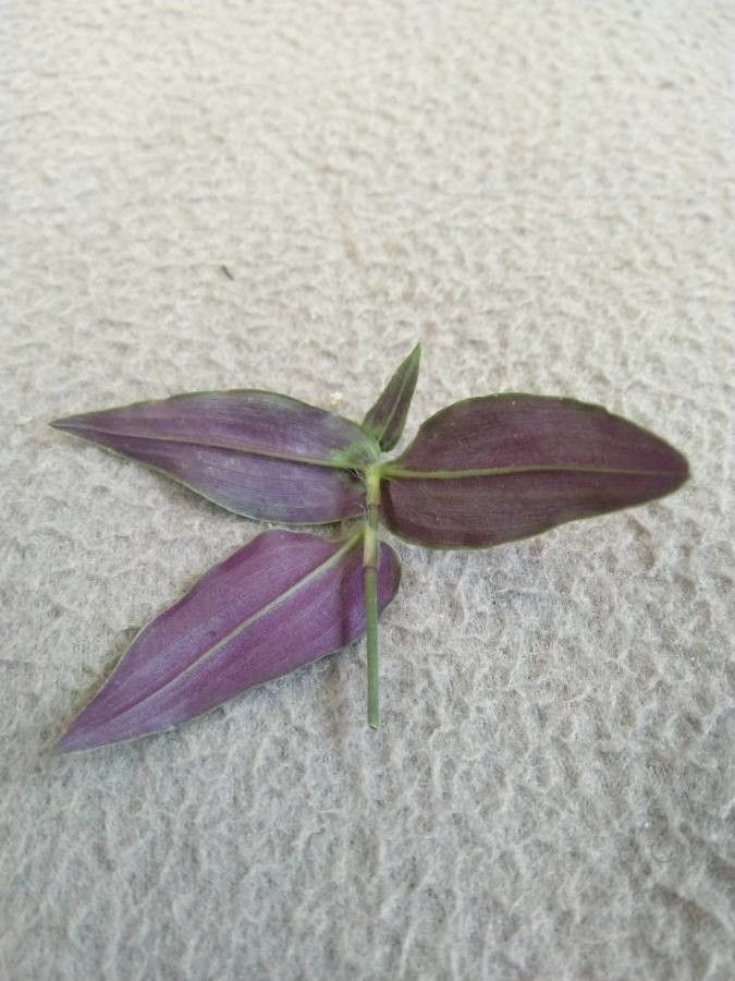 Gibasis geniculata leaf