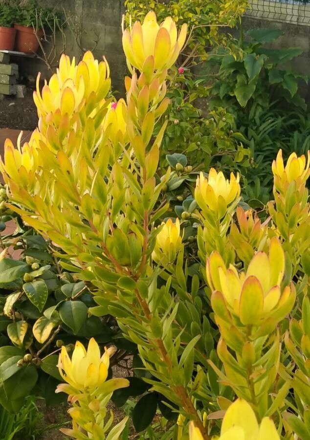 Leucadendron laureolum leaf