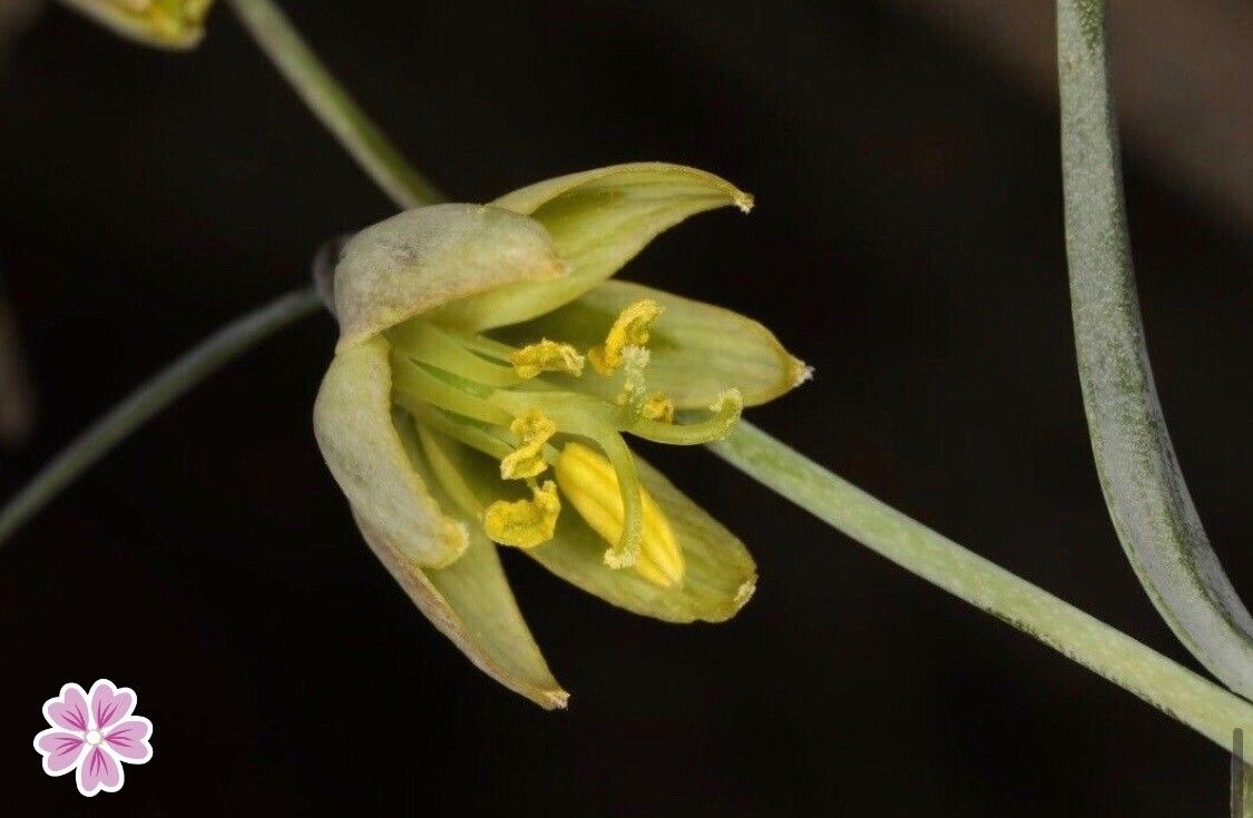 Fritillaria viridea — search result for 'Fritillaria'
