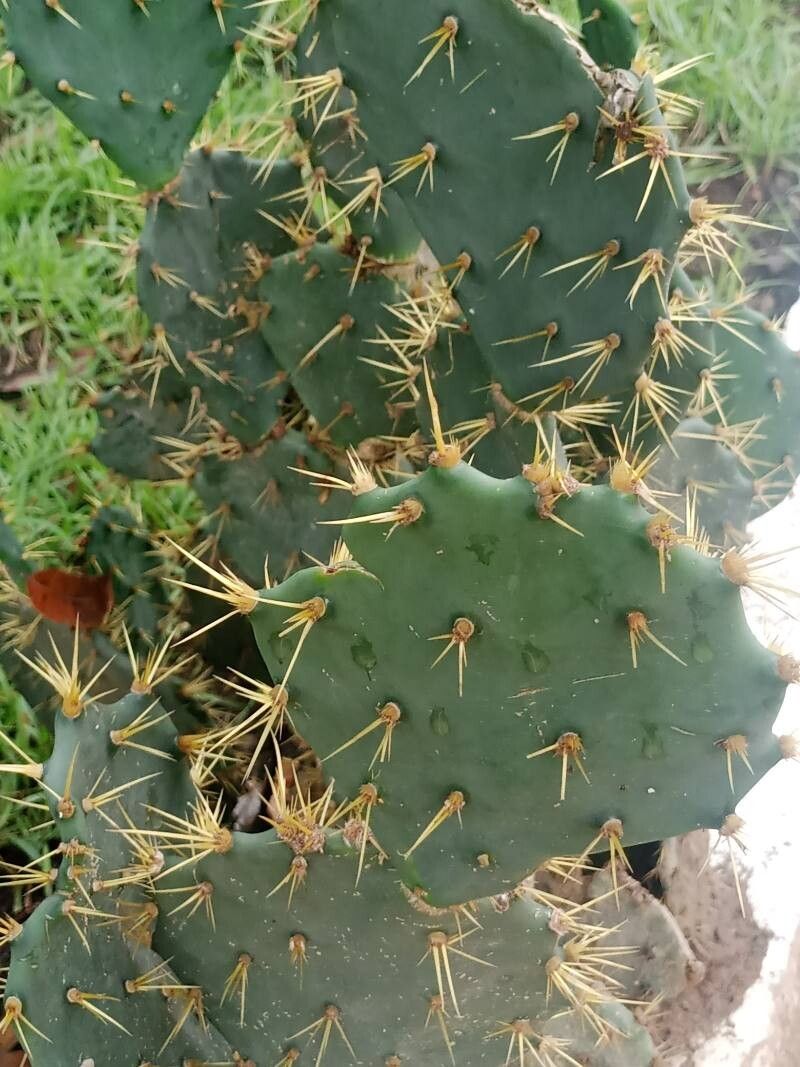 Opuntia monacanthos flower