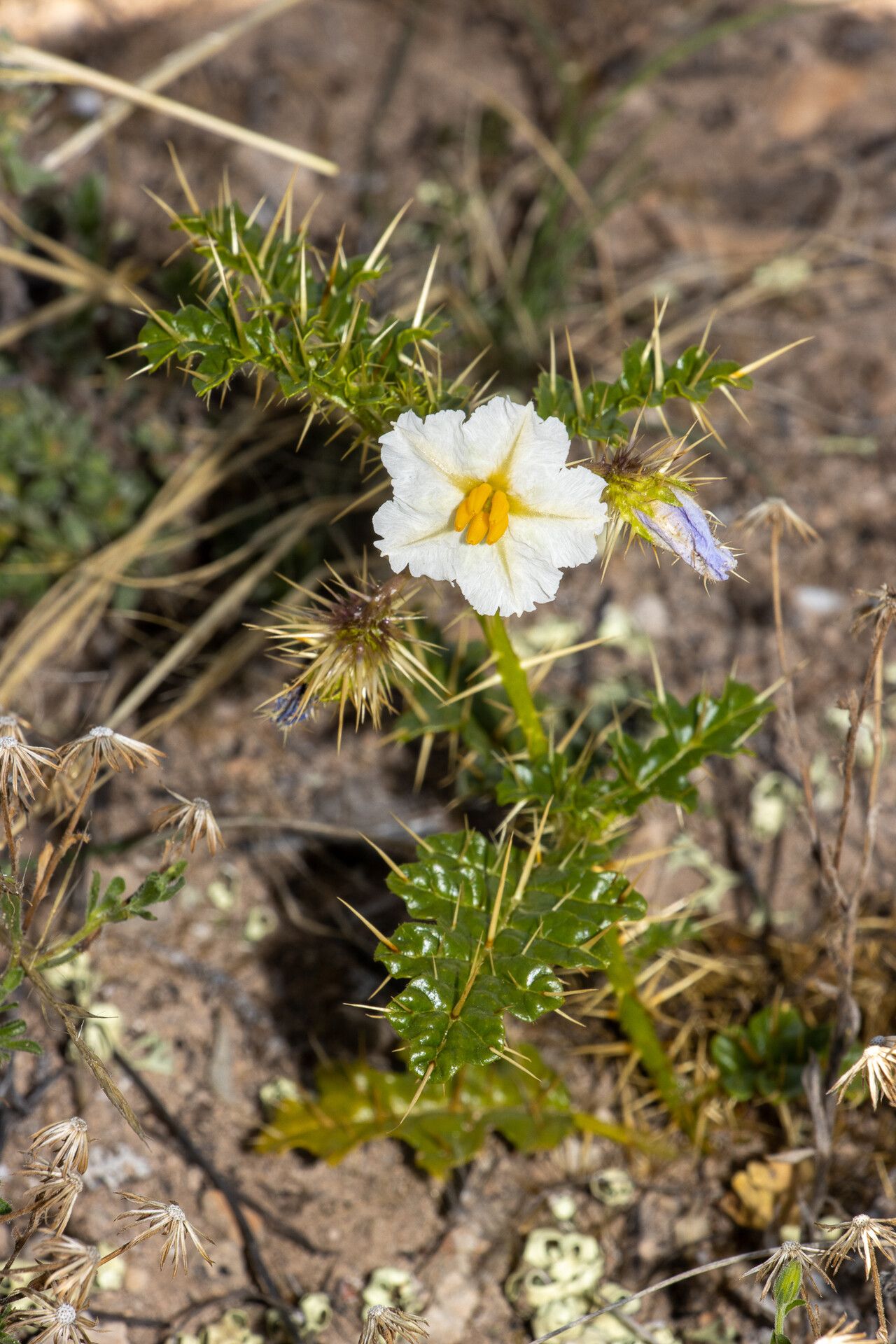 Solanum hystrix — houseplant care guide