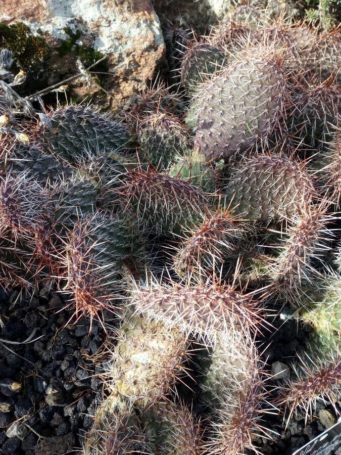 Opuntia polyacantha leaf