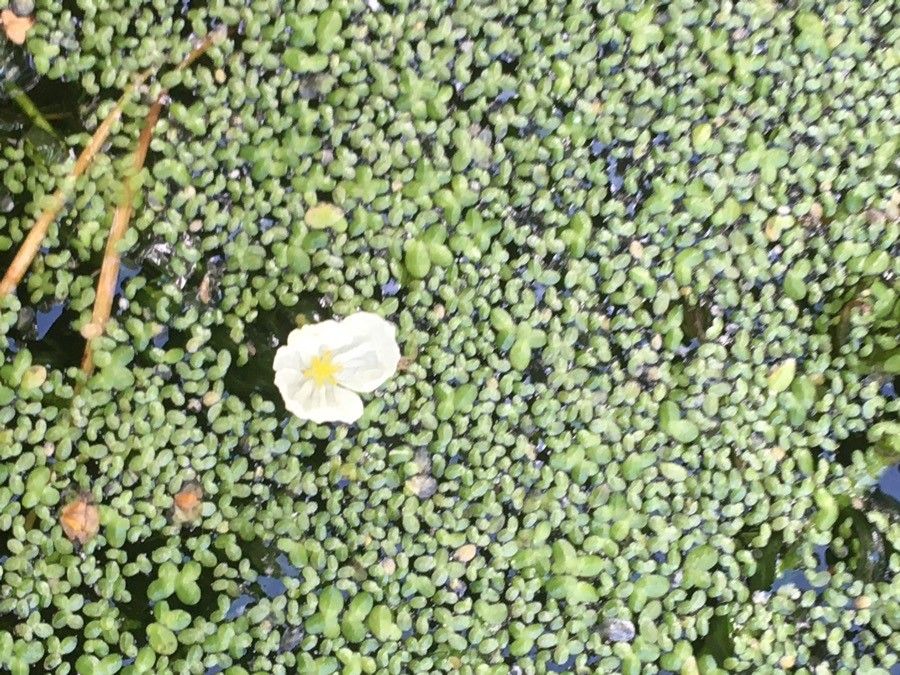 Hydrocharis morsus-ranae flower
