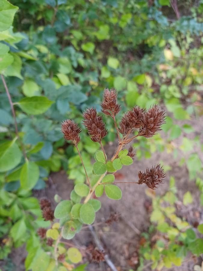 Lespedeza hirta fruit