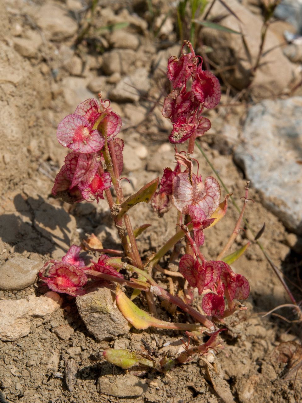 Rumex cyprius fruit
