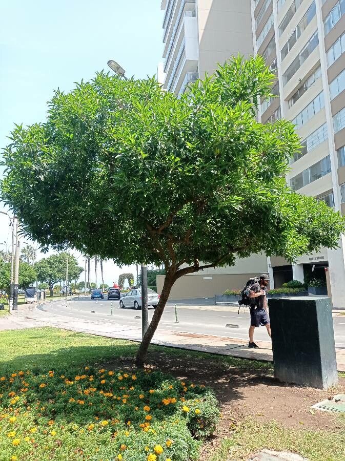 Licania ternatensis — houseplant care guide